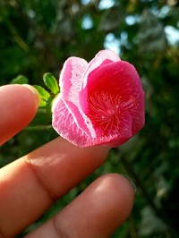 Hibiscus lavateroides
