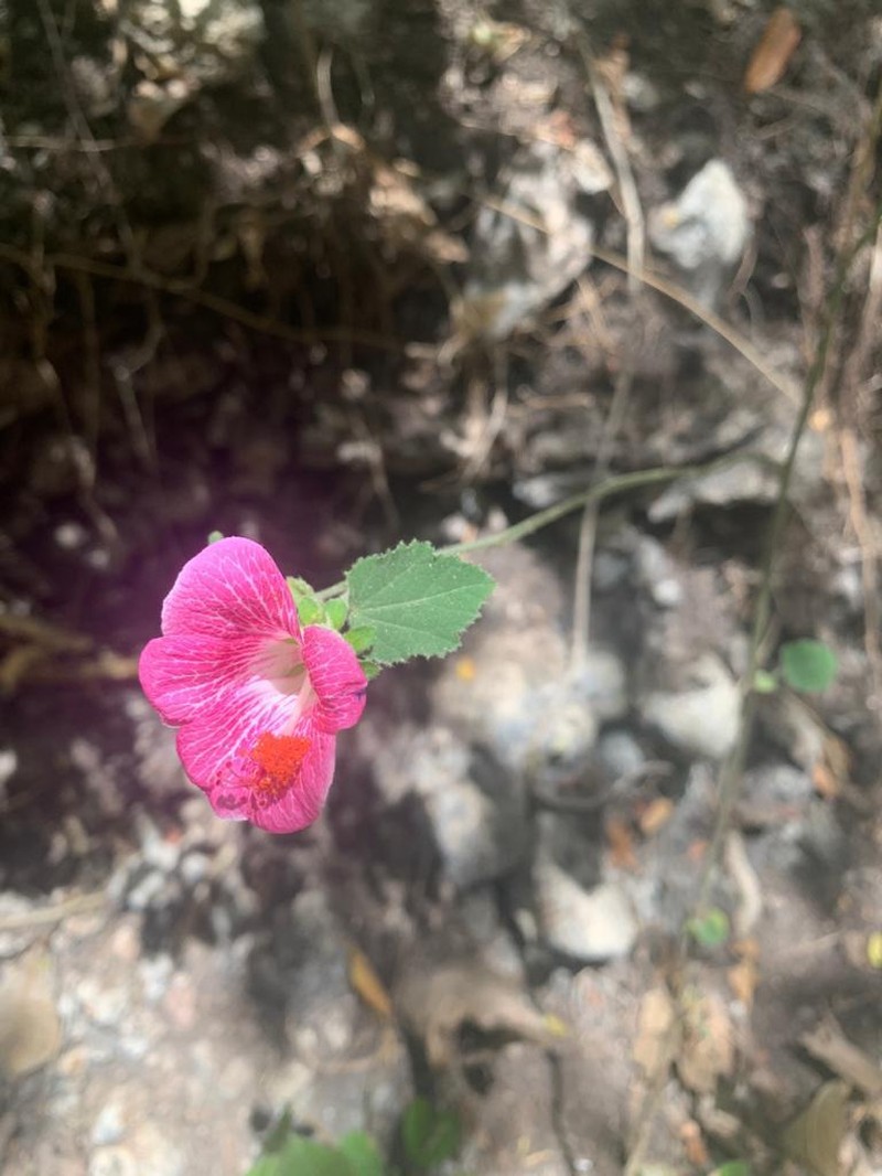 Hibiscus lavateroides photo 2