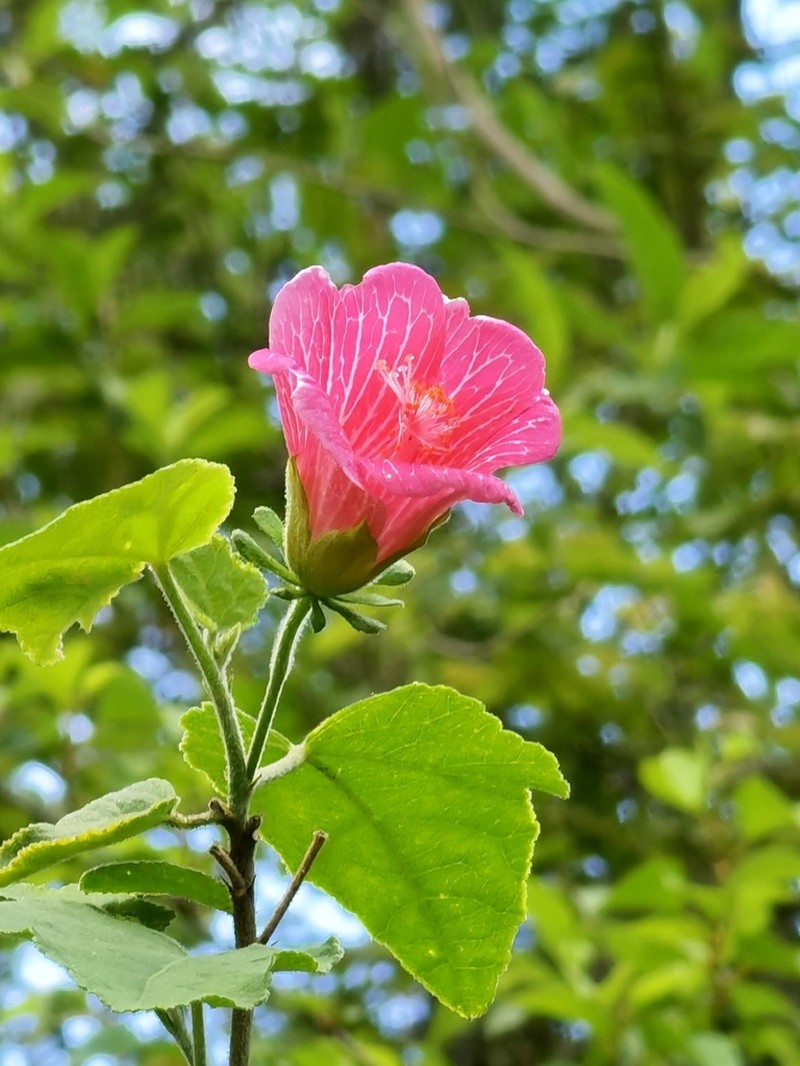 Hibiscus lavateroides photo 3