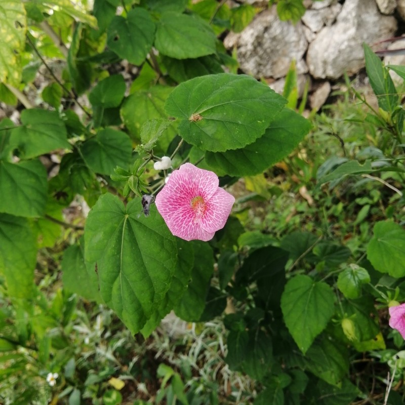 Hibiscus lavateroides photo 4