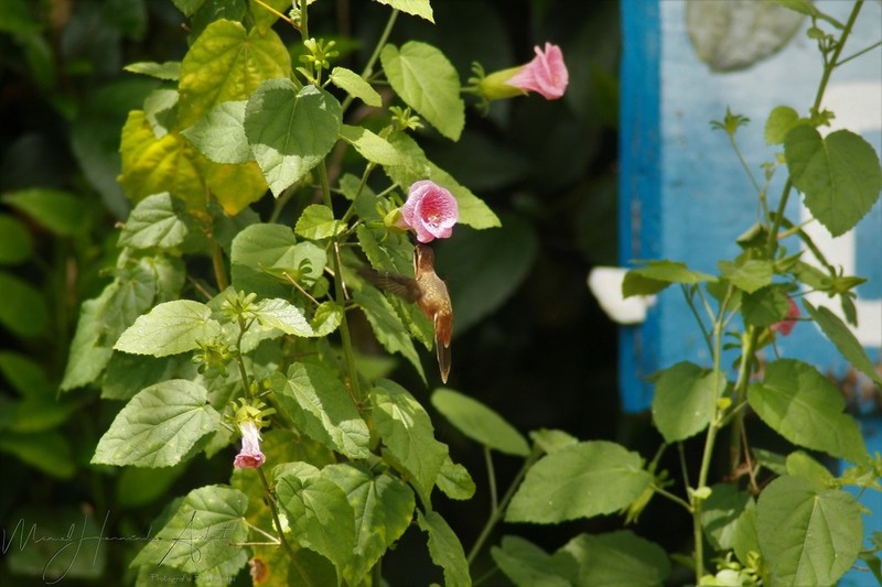 Hibiscus lavateroides photo 5