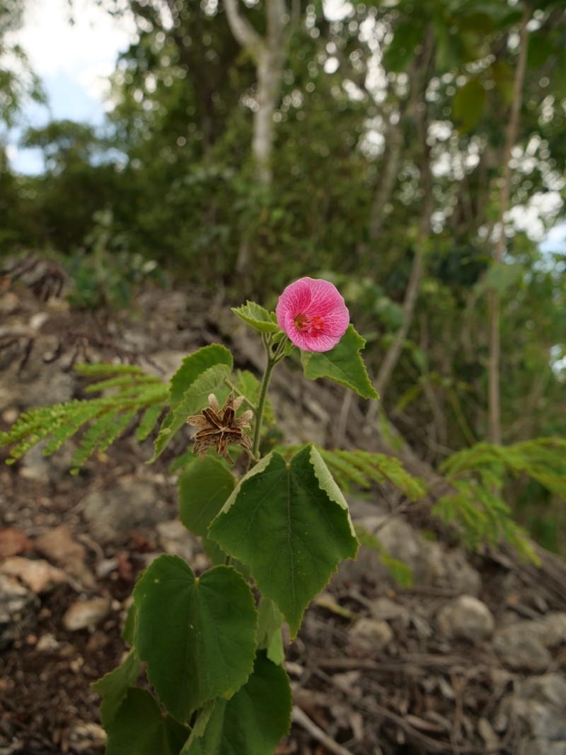 Hibiscus lavateroides photo 6