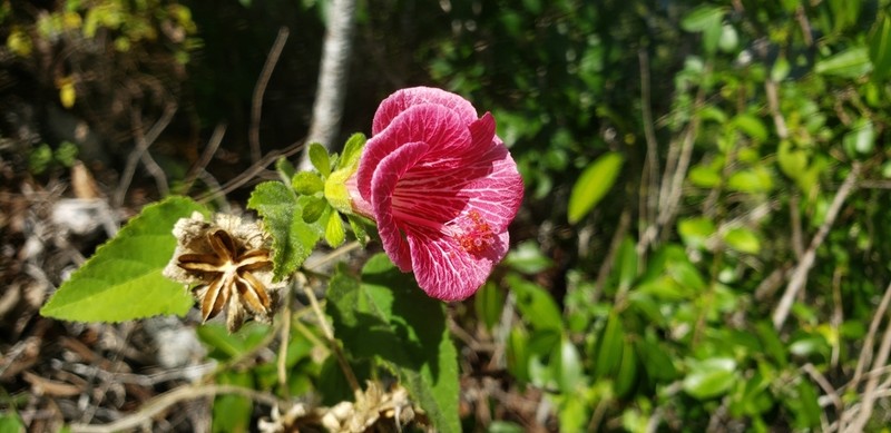 Hibiscus lavateroides photo 7