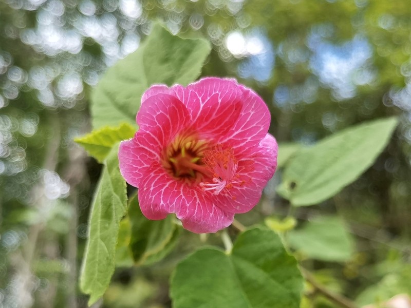 Hibiscus lavateroides photo 8