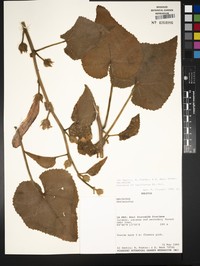 Hibiscus laxiflorus