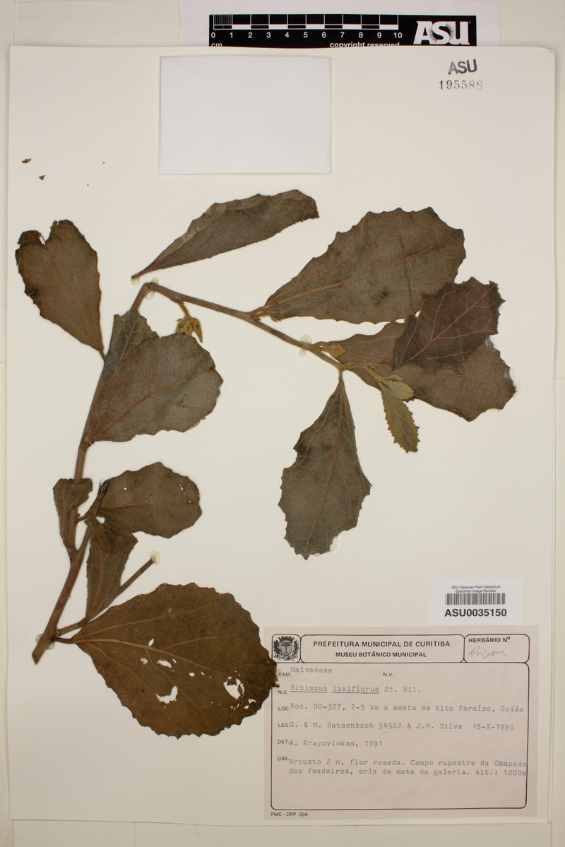 Hibiscus laxiflorus photo 2