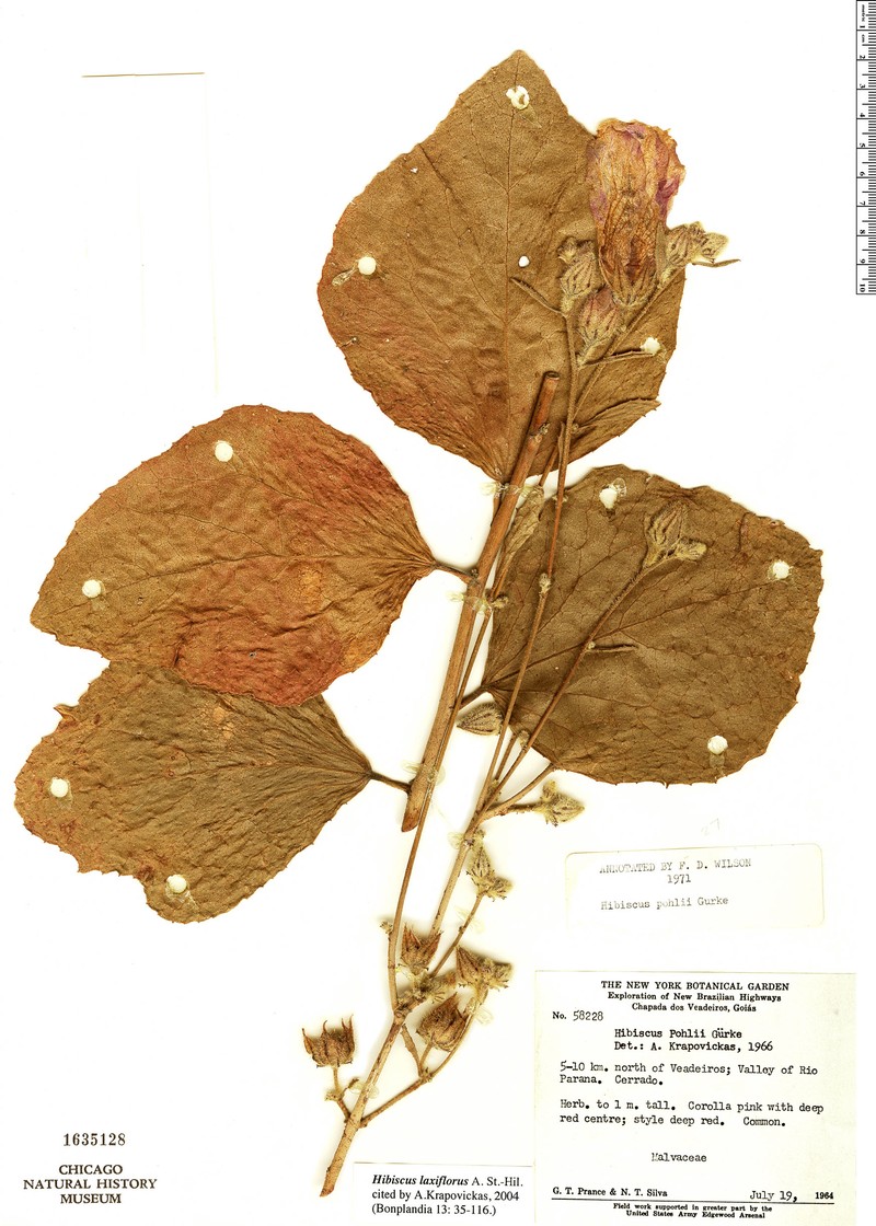 Hibiscus laxiflorus photo 3