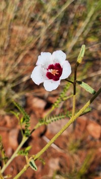 Hibiscus leptocladus