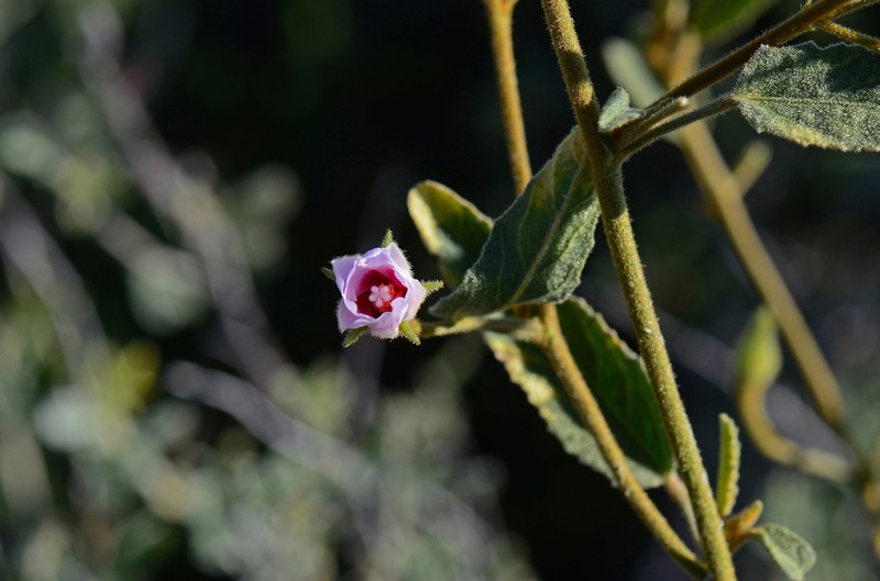Hibiscus leptocladus photo 2