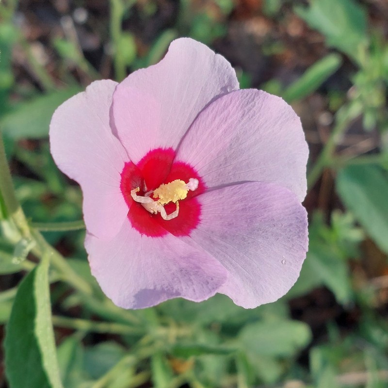 Hibiscus leptocladus photo 3