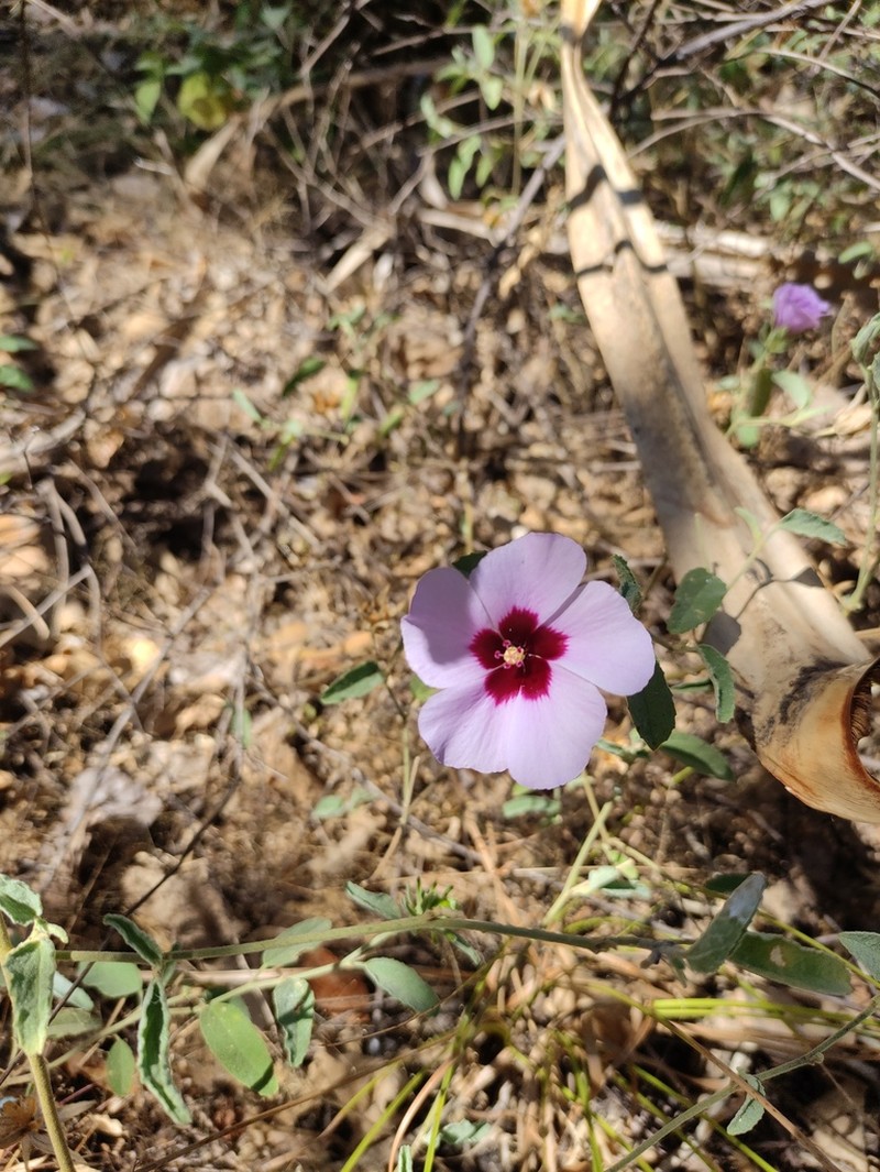 Hibiscus leptocladus photo 4