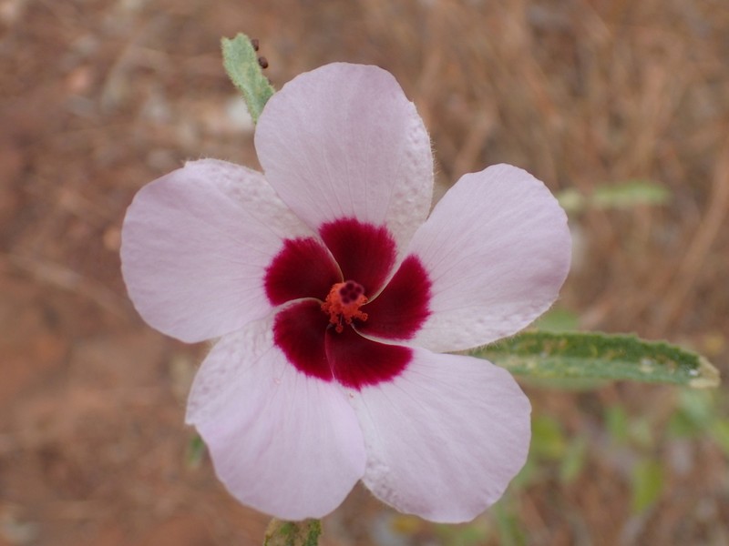 Hibiscus leptocladus photo 5