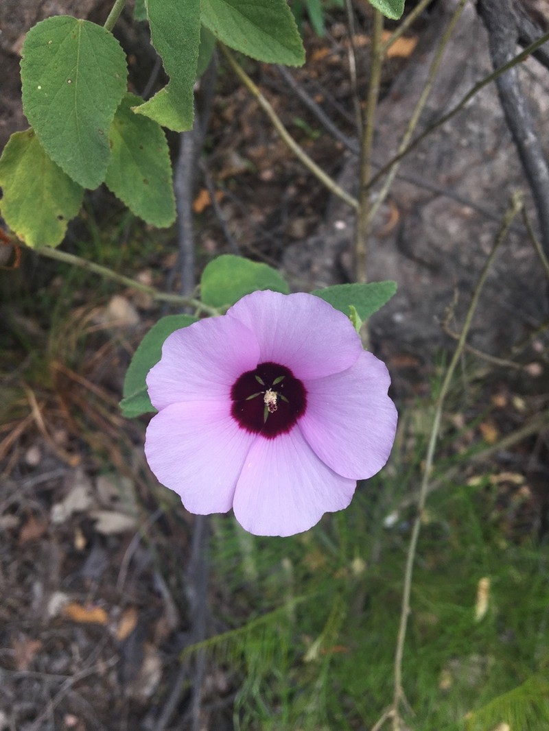 Hibiscus leptocladus photo 6