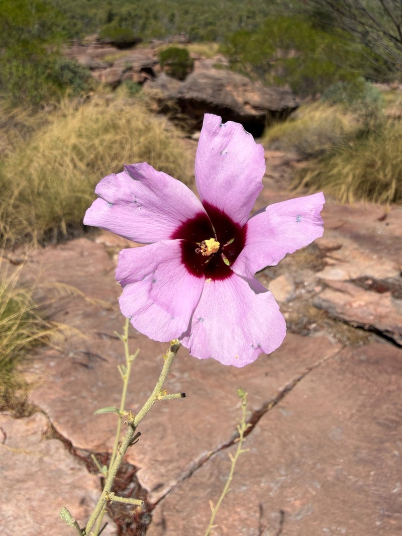 Hibiscus leptocladus photo 7