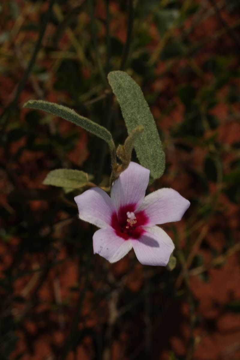 Hibiscus leptocladus photo 8