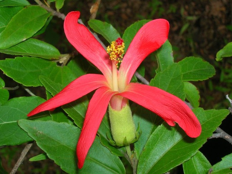 Hibiscus liliazanza