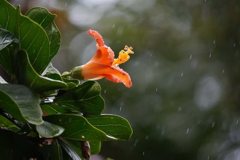Hibiscus liliiflorus photo 2