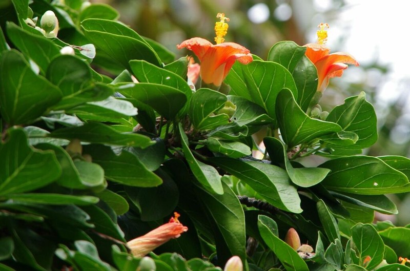 Hibiscus liliiflorus photo 3