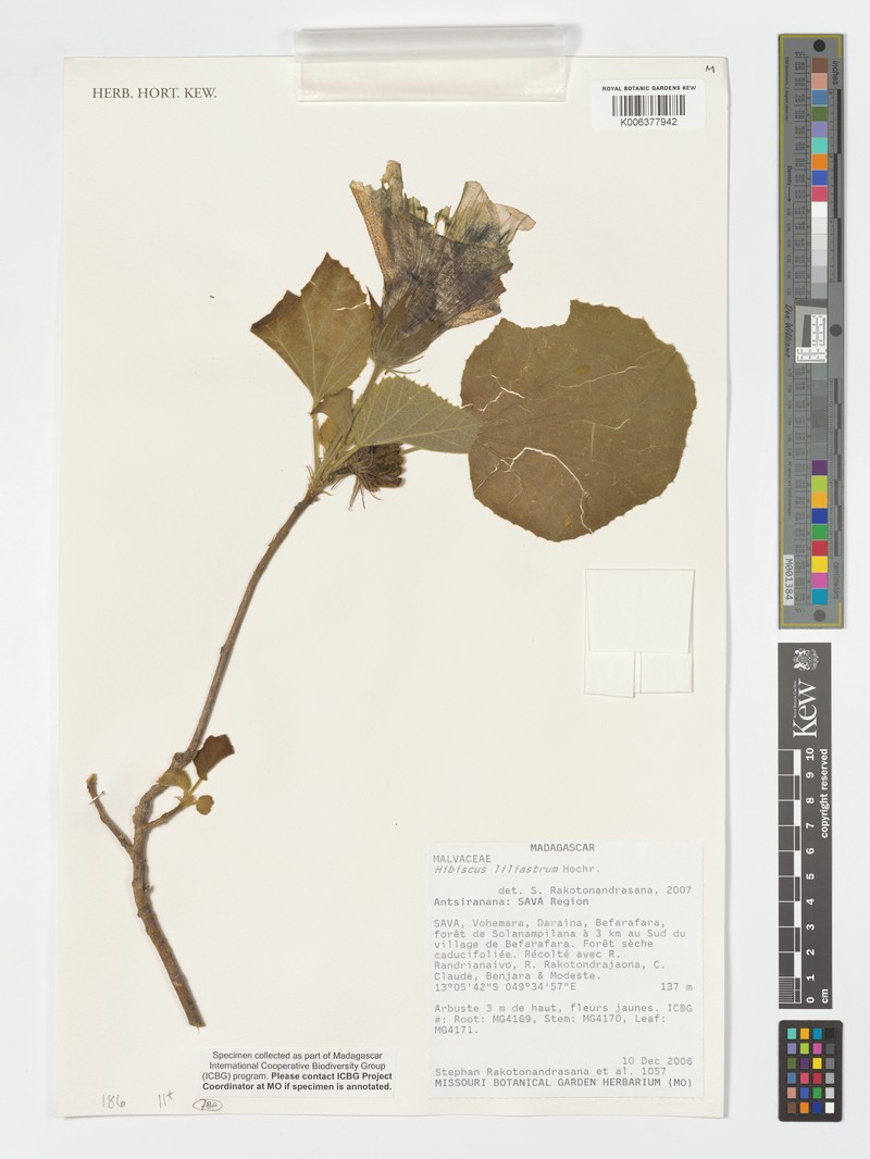 Hibiscus liliiflorus photo 5