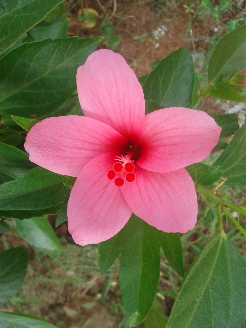 Hibiscus liliiflorus