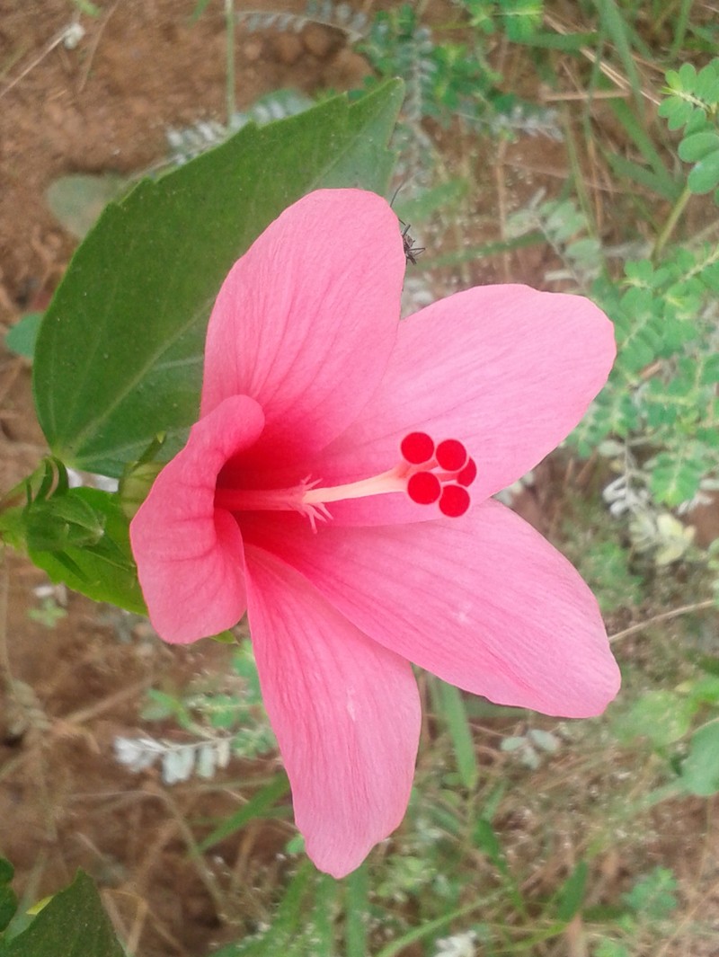 Hibiscus liliiflorus photo 6