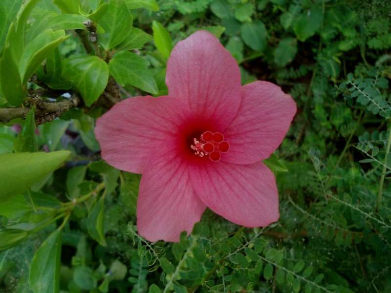 Hibiscus liliiflorus photo 7