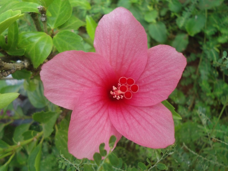 Hibiscus liliiflorus photo 8