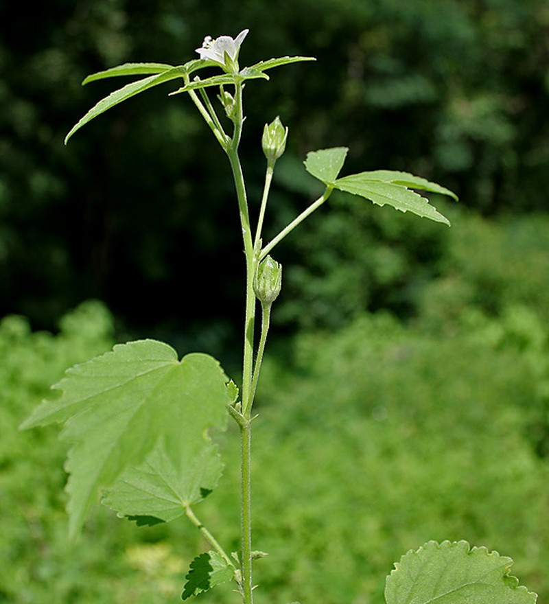Hibiscus lobatus photo 2