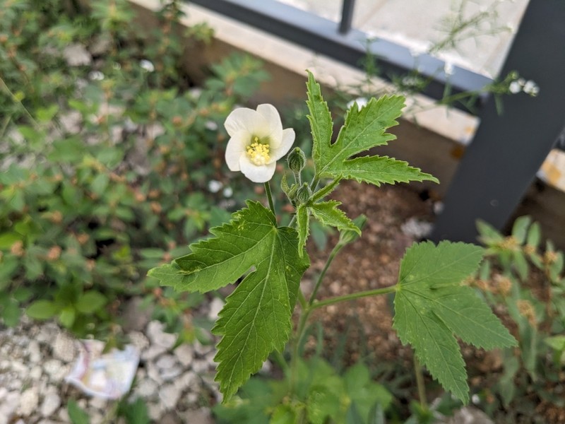Hibiscus lobatus photo 3