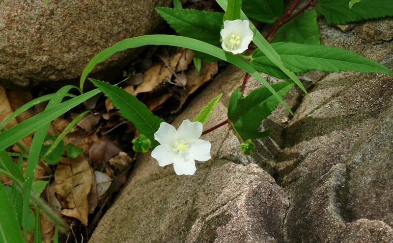 Hibiscus lobatus photo 4