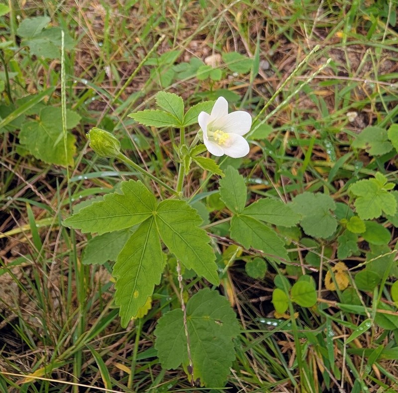 Hibiscus lobatus photo 5