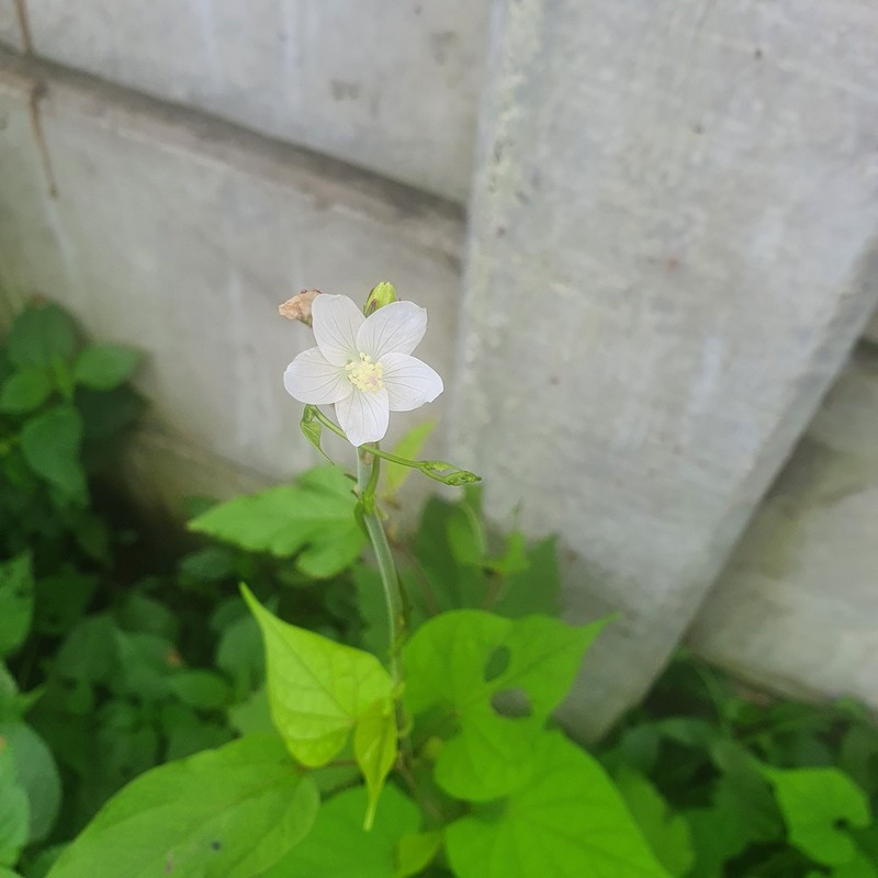 Hibiscus lobatus photo 6
