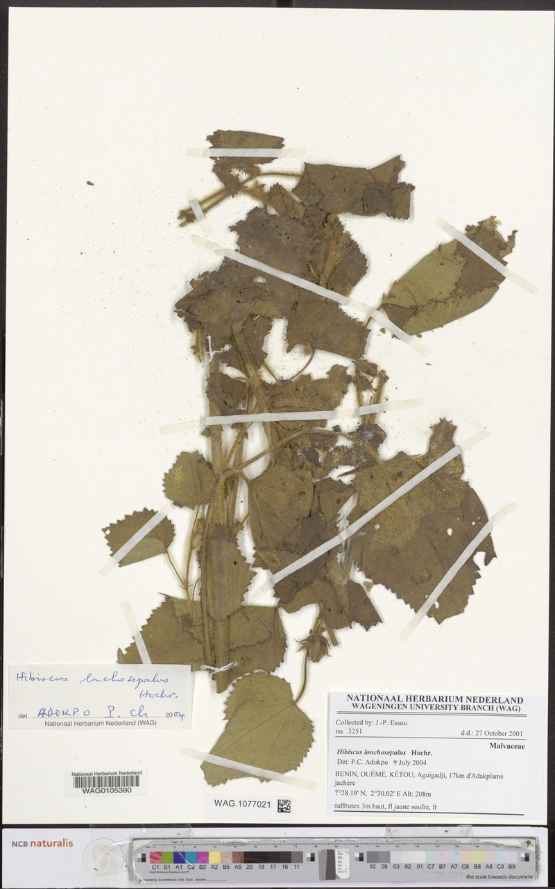 Hibiscus lonchosepalus