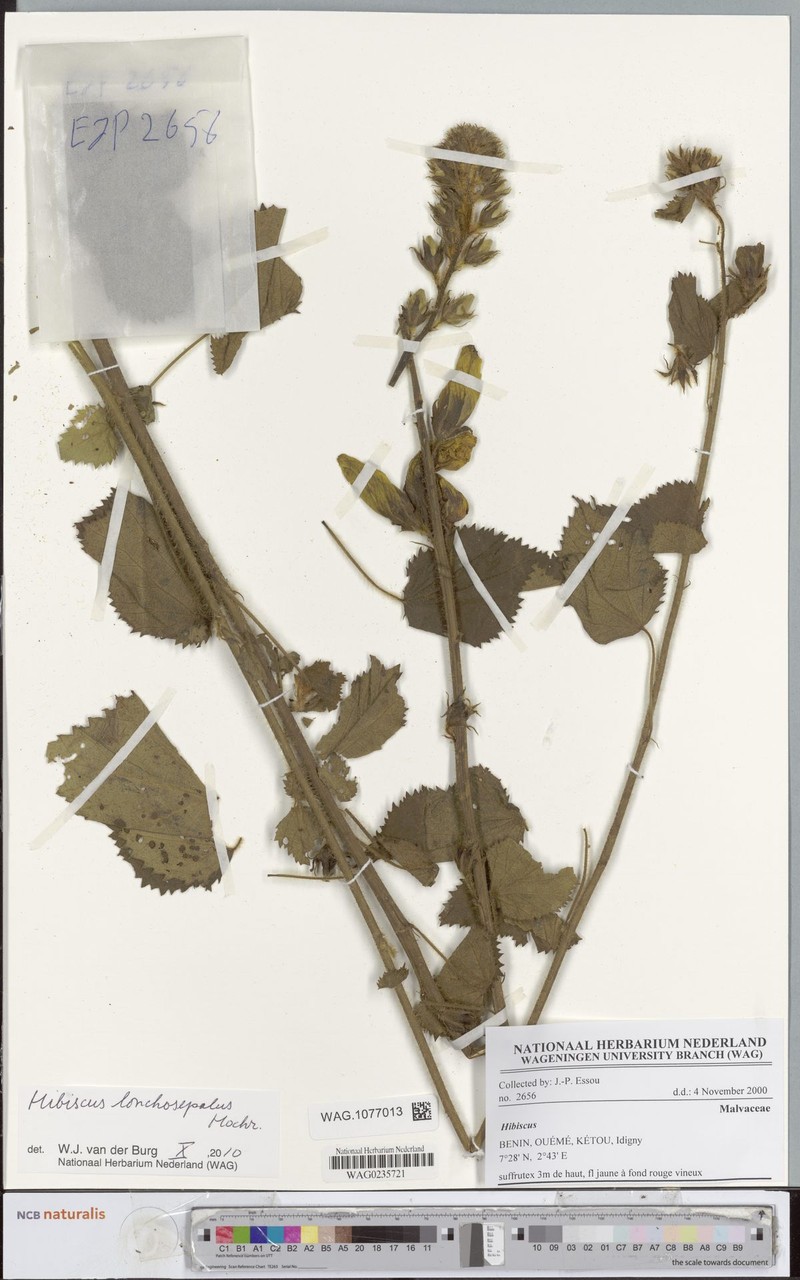 Hibiscus lonchosepalus photo 3