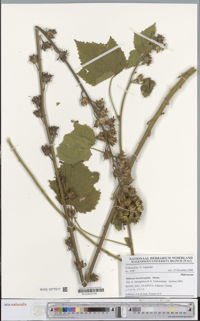 Hibiscus lonchosepalus photo 4