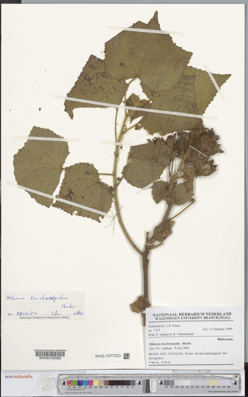 Hibiscus lonchosepalus photo 5