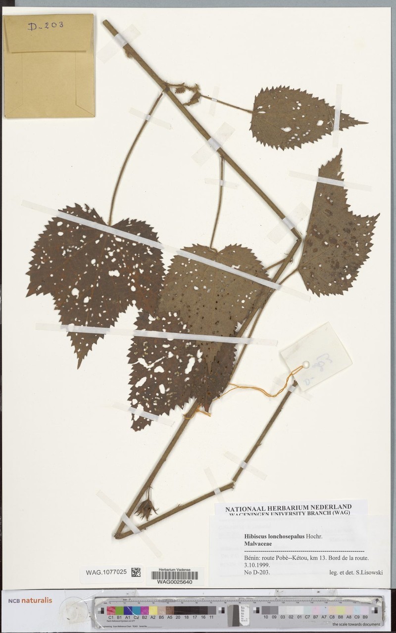 Hibiscus lonchosepalus photo 6