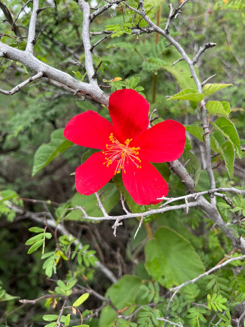 Hibiscus longifilus