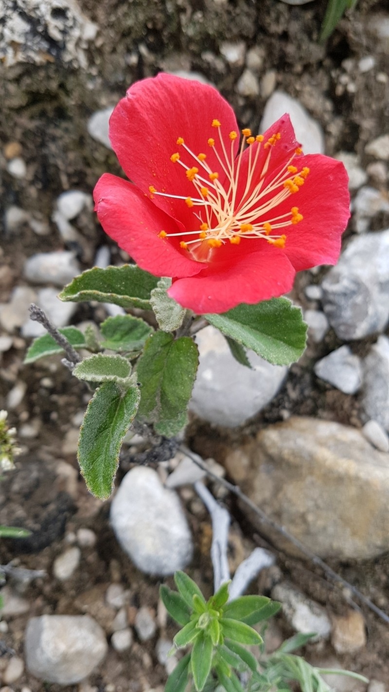 Hibiscus longifilus photo 2