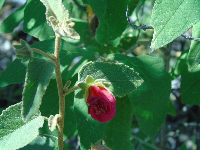 Hibiscus longifilus photo 3