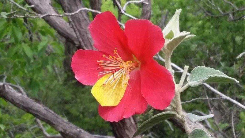Hibiscus longifilus photo 4