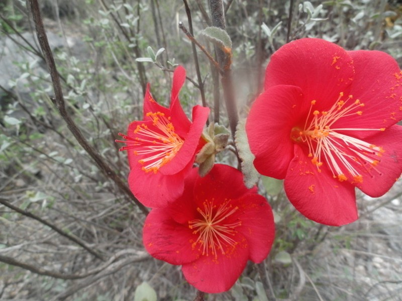 Hibiscus longifilus photo 5