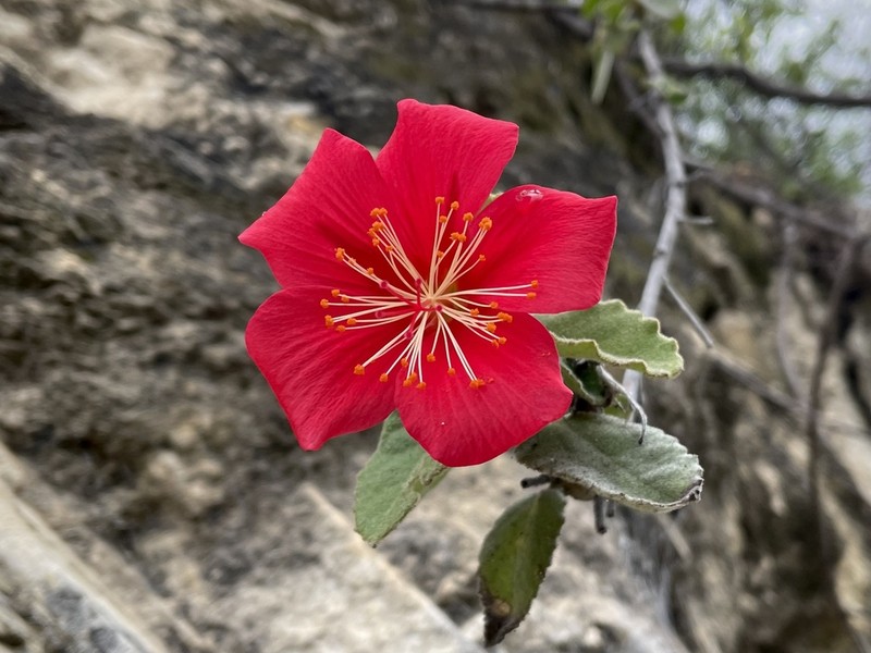 Hibiscus longifilus photo 6