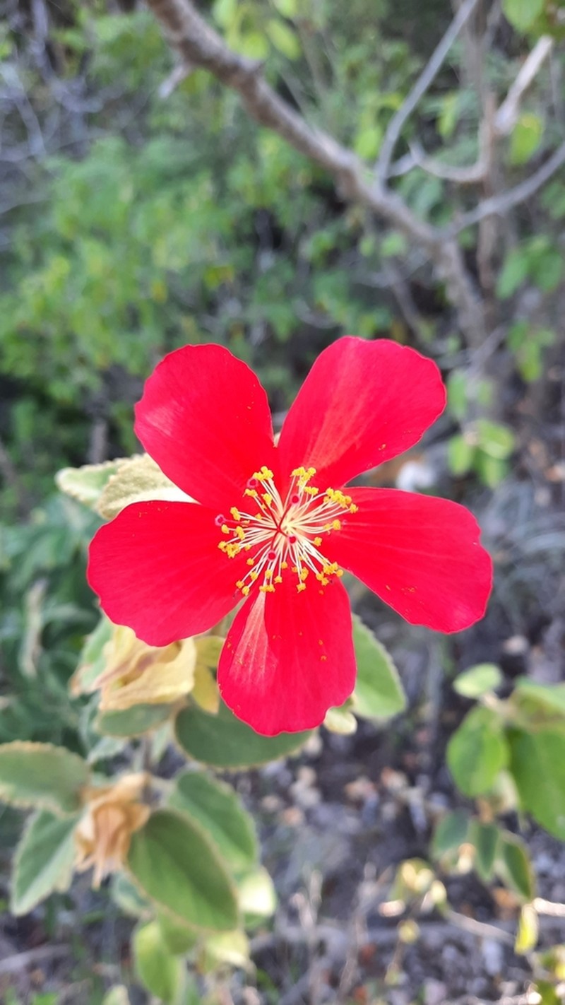 Hibiscus longifilus photo 7
