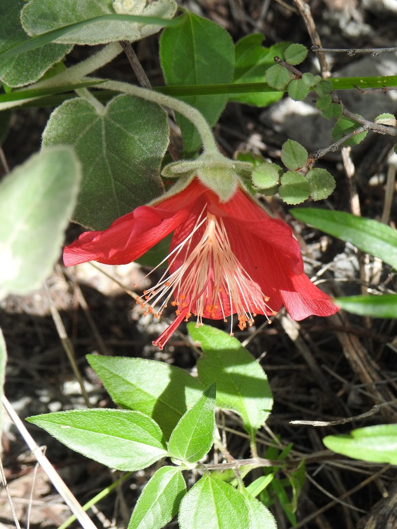 Hibiscus longifilus photo 8