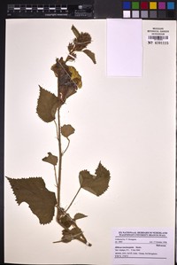 Hibiscus longisepalus