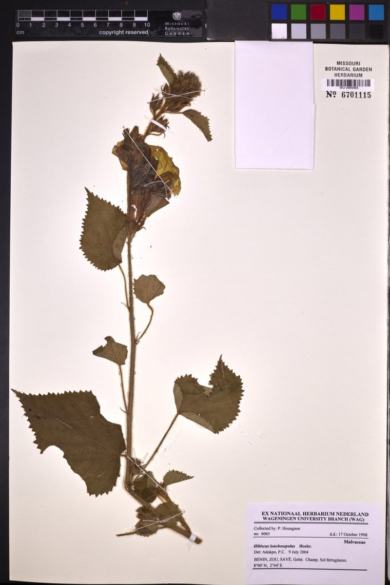 Hibiscus longisepalus