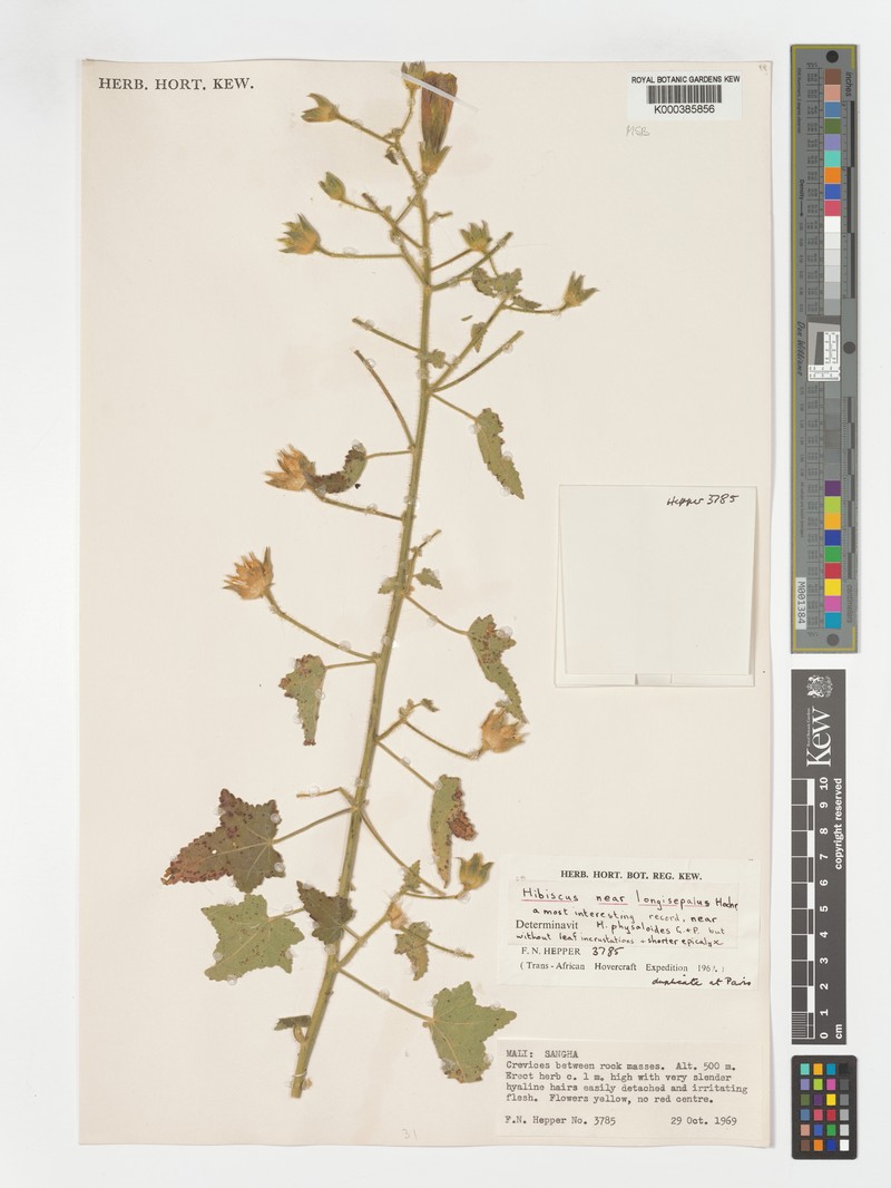 Hibiscus longisepalus photo 2