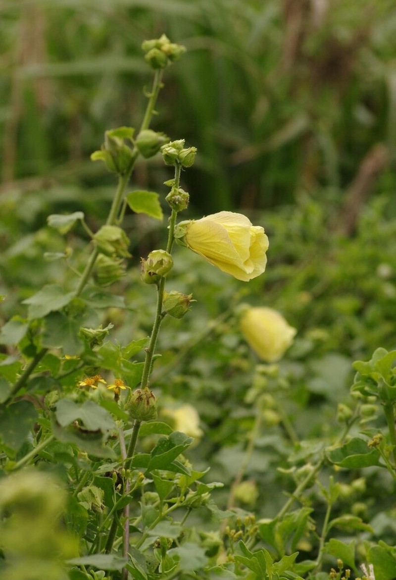 Hibiscus ludwigii