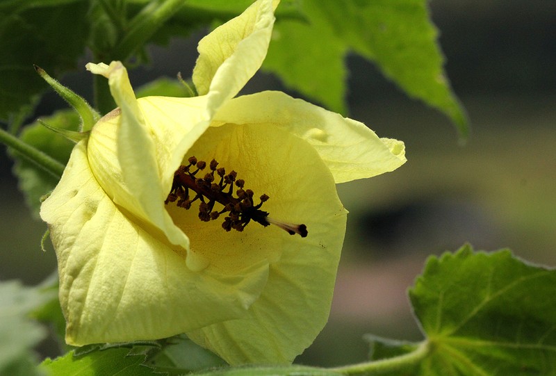 Hibiscus ludwigii photo 4